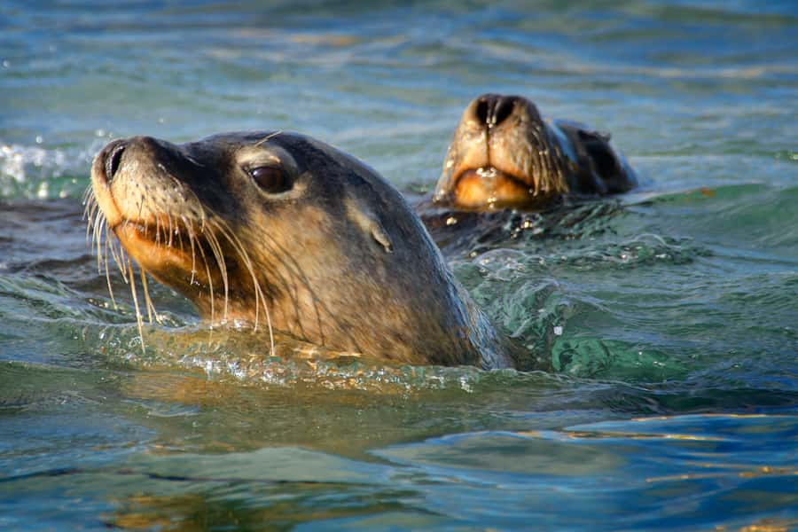 Rockingham: 3 Island Wildlife Snorkeling Cruise with Lunch - Key points at a glance