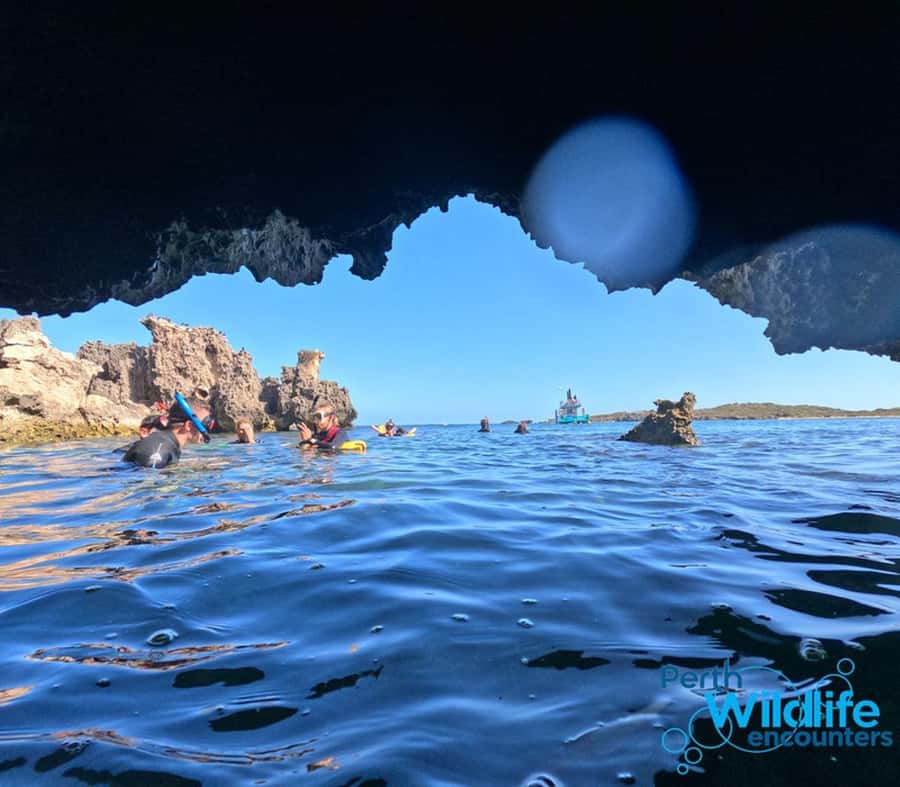 Rockingham: 3 Island Wildlife Snorkeling Cruise with Lunch - Why this Rockingham cruise is more than a snorkeling trip