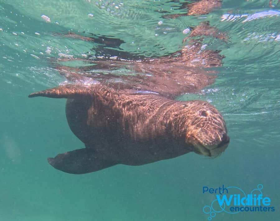 Rockingham: 3 Island Wildlife Snorkeling Cruise with Lunch - Bird Island and the value of slowing down