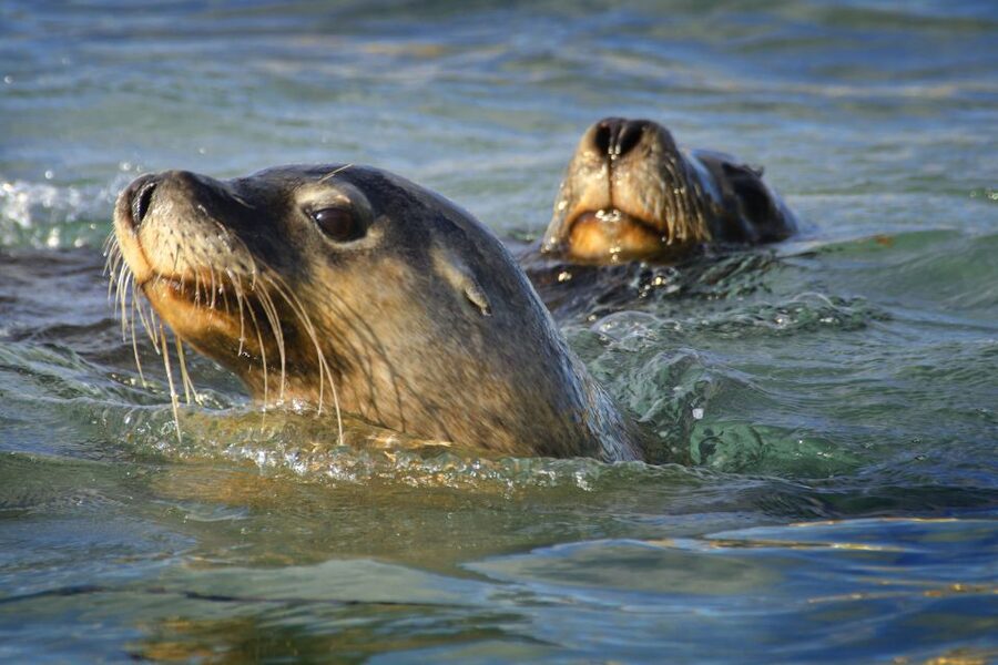 Rockingham: 3 Island Wildlife Snorkeling Cruise with Lunch - Is the $176 price fair?