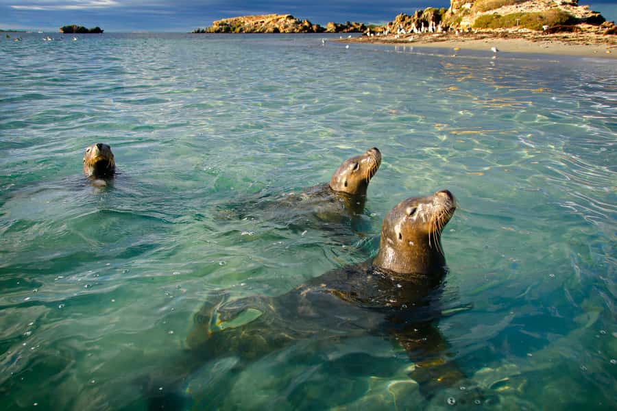 Rockingham: 3 Island Wildlife Snorkeling Cruise with Lunch - Starting at Penguin Island Visitor Center