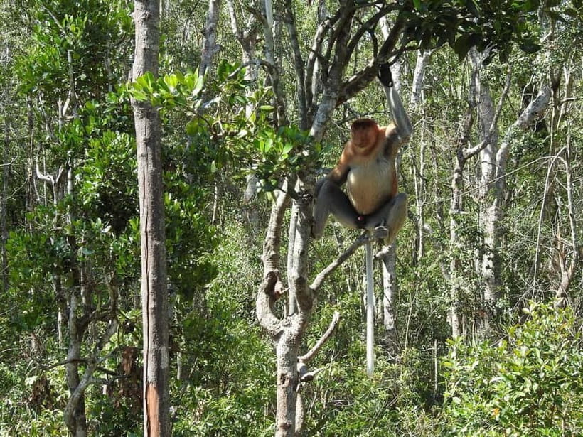 Sandakan: Kinabatangan River Wildlife Cruise with Lunch - Key points to know before booking