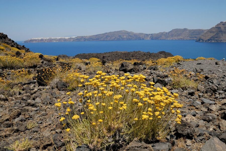 Santorini Caldera: Sunset Cruise with Dinner - Sailing beneath Oia’s white cliffs