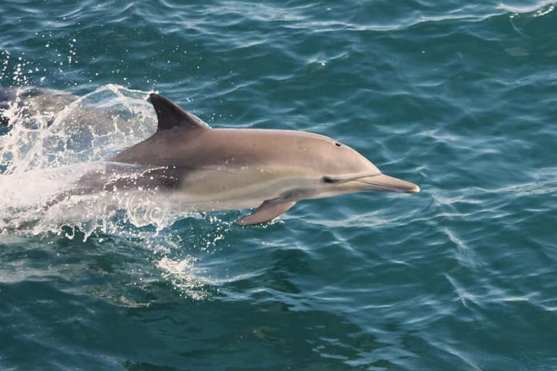 Side Dolphin Island Boat Cruise with Lunch & Drinks - Who should book this cruise?