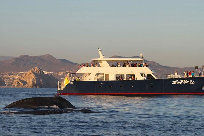 Sunset Dinner Cruise in Los Cabos - Key details to know before booking