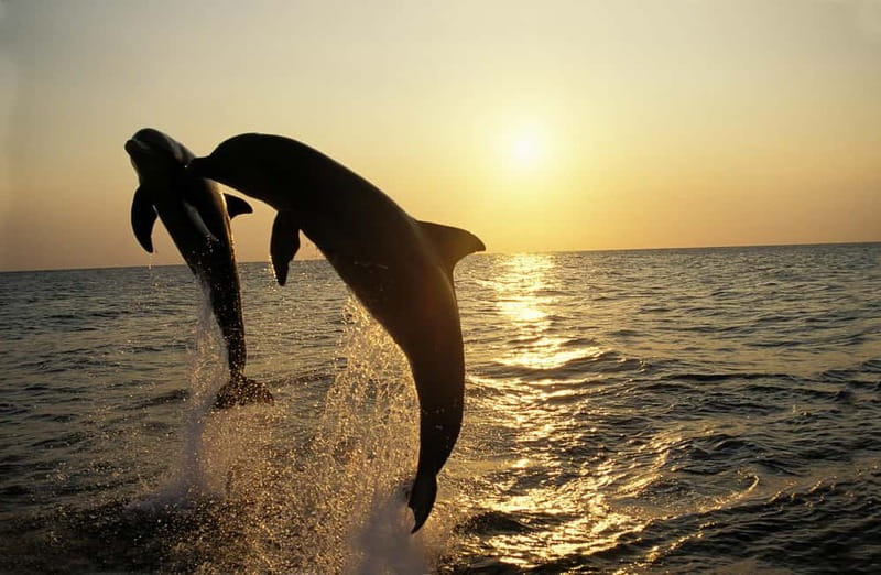 Sunset Dolphin Cruise with Dinner – Medulin Archipelago - A Sunset Cruise Built Around the Dolphin Search