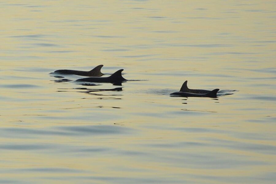 Sunset Dolphin Cruise with Dinner – Medulin Archipelago - Fresh Dinner With Three Main Choices