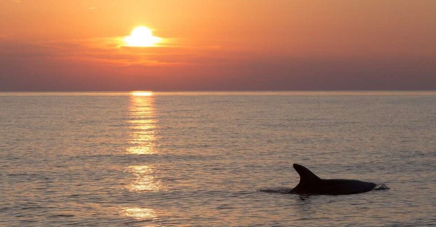 Sunset Dolphin Cruise with Dinner – Medulin Archipelago - What the Three Hours Feel Like