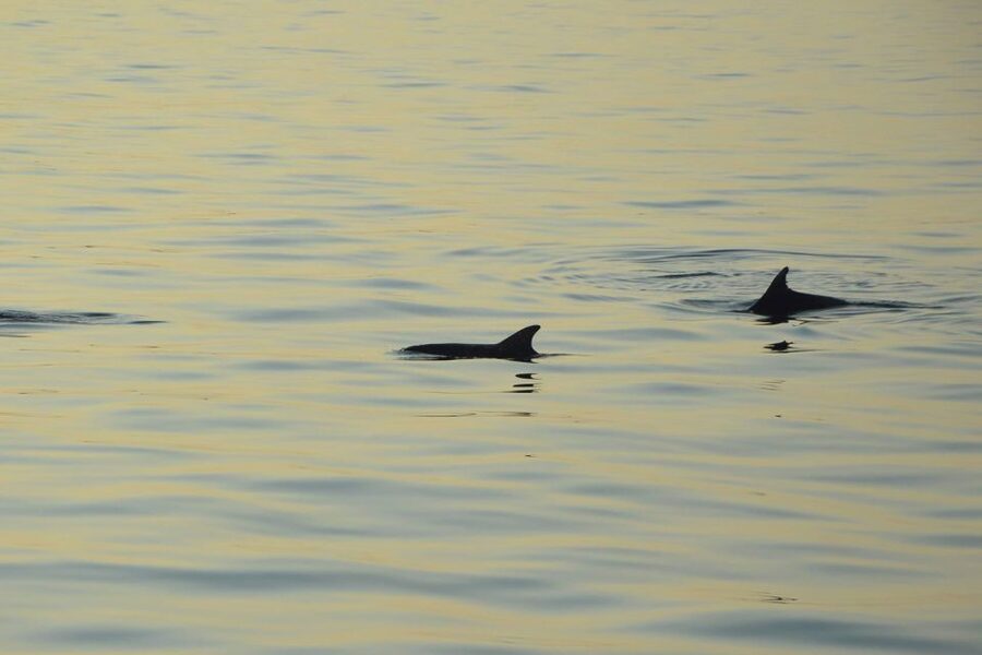 Sunset Dolphin Cruise with Dinner – Medulin Archipelago - What $45 Includes and What It Does Not