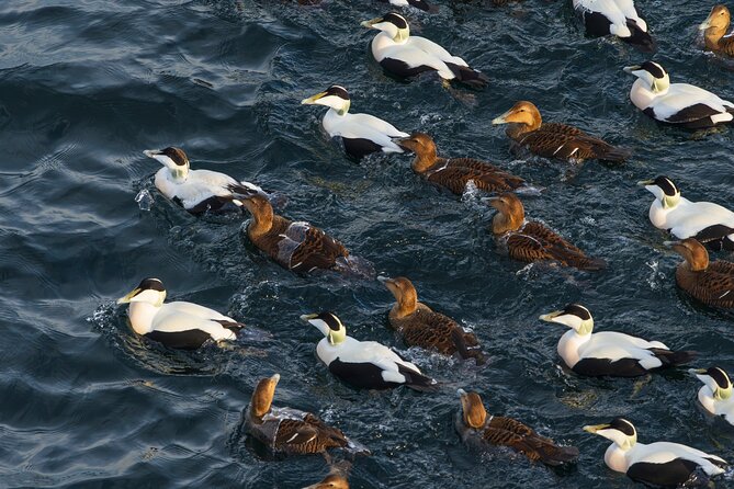 Tromsø Luxury Summer Fjord Cruise with Lunch - The value of $288.45 per person