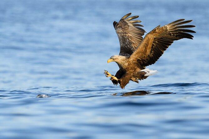 Tromsø Luxury Summer Fjord Cruise with Lunch - Who will enjoy this cruise most?