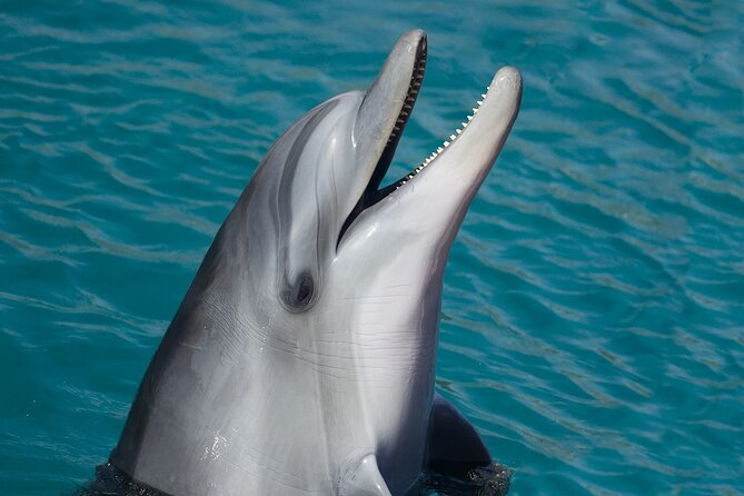 Ultimate Key West Day: Dolphin & Snorkel Combo with Sunset Sail - Key details before you book