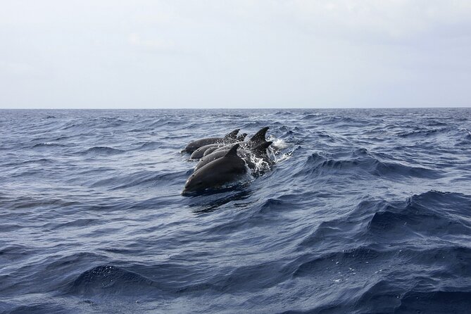 Ultimate Key West Day: Dolphin & Snorkel Combo with Sunset Sail - The long break between boats