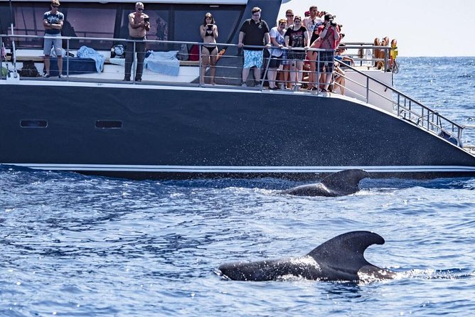 Western Tenerife Cruise with Lunch and Open Bar - Wildlife watching and seasickness