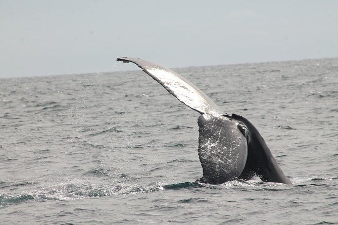 Whale Watching Dinner Cruise in Cabo San Lucas - Buffet dinner, tacos, and the open bar