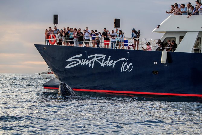 Whale Watching Dinner Cruise in Cabo San Lucas - What $110 buys you in Cabo