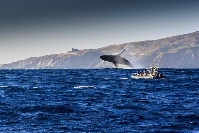 Whale Watching Dinner Cruise in Cabo San Lucas - Who will enjoy this cruise most