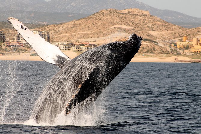 Whale Watching Dinner Cruise in Cabo San Lucas - Timing, cancellations, and a few smart tips