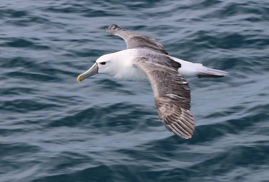 Wilsons Promontory: Whale Spotting Cruise with Lunch - Key points at a glance