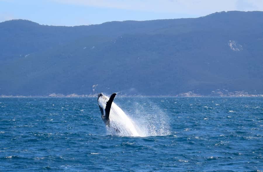 Wilsons Promontory: Whale Spotting Cruise with Lunch - Following the whale route beside Wilsons Promontory