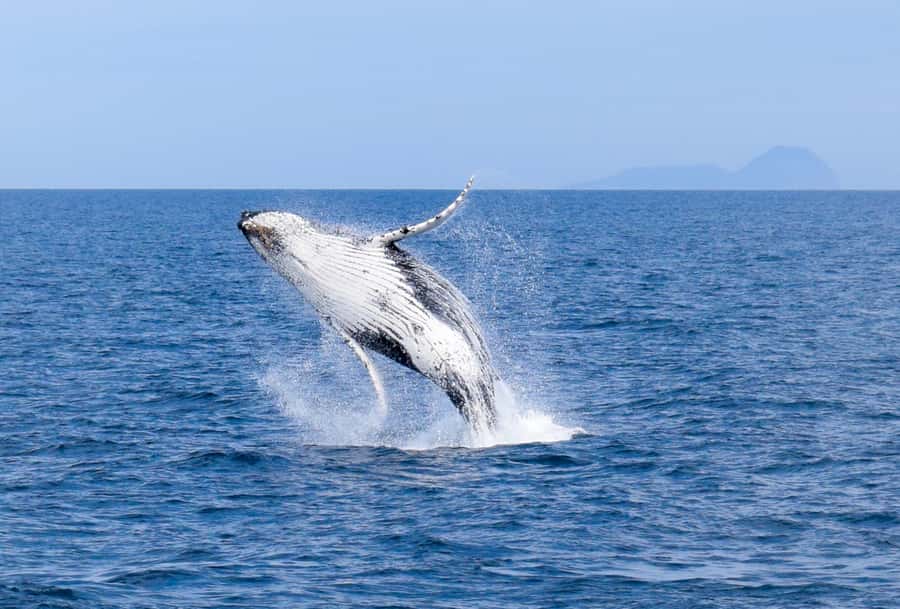 Wilsons Promontory: Whale Spotting Cruise with Lunch - What a six-hour day feels like