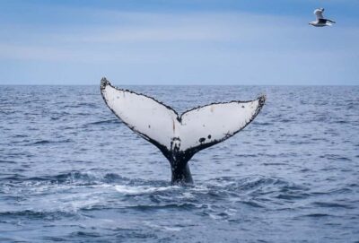 Wilsons Promontory: Whale Spotting Cruise with Lunch