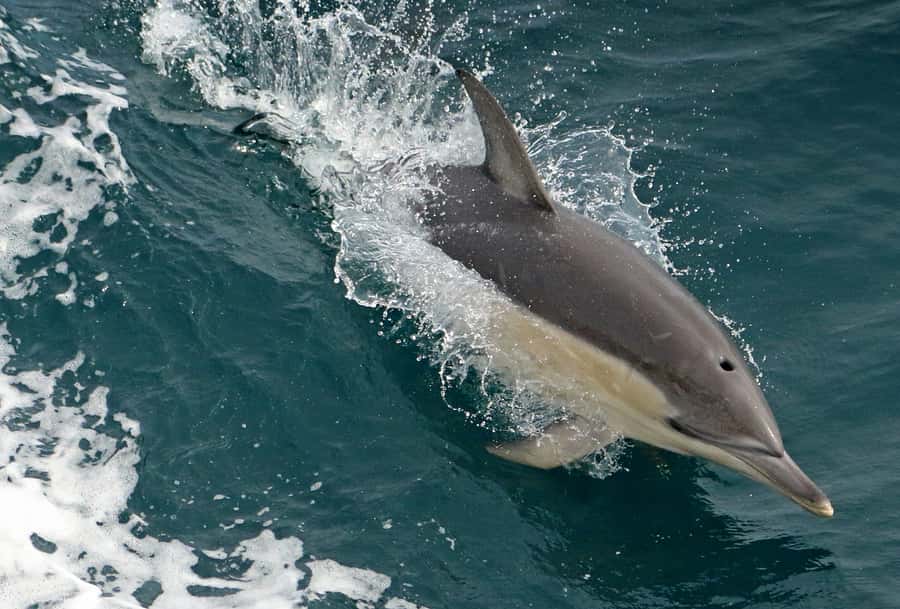 Wilsons Promontory: Whale Spotting Cruise with Lunch - Whales, dolphins, seals, and birds