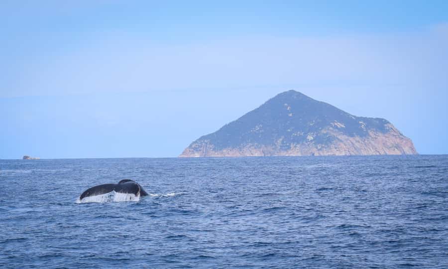Wilsons Promontory: Whale Spotting Cruise with Lunch - Morning tea and a homemade lunch