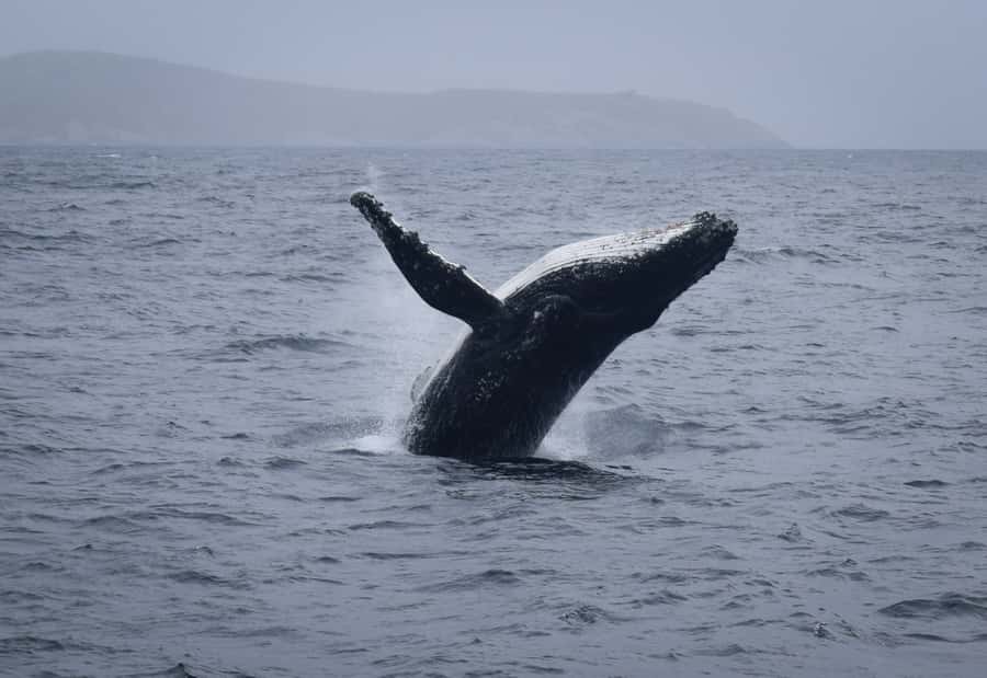 Wilsons Promontory: Whale Spotting Cruise with Lunch - Is $180 good value?