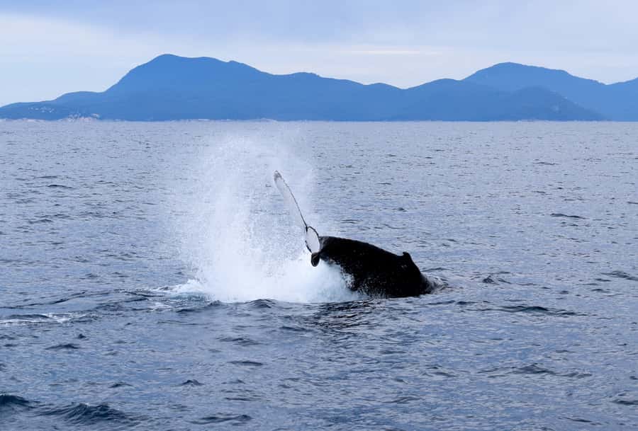 Wilsons Promontory: Whale Spotting Cruise with Lunch - Weather, comfort, and practical preparation