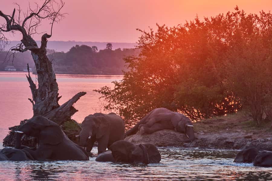 Zambezi River: Dinner Cruise - Key points to know before you book