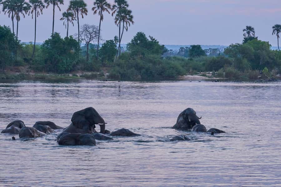 Zambezi River: Dinner Cruise - Sunset on the Zambezi, with dinner as the backdrop